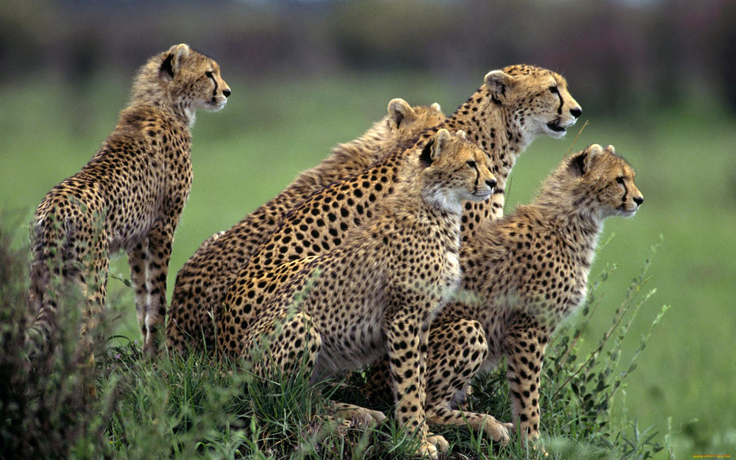 Гепарды в Кении